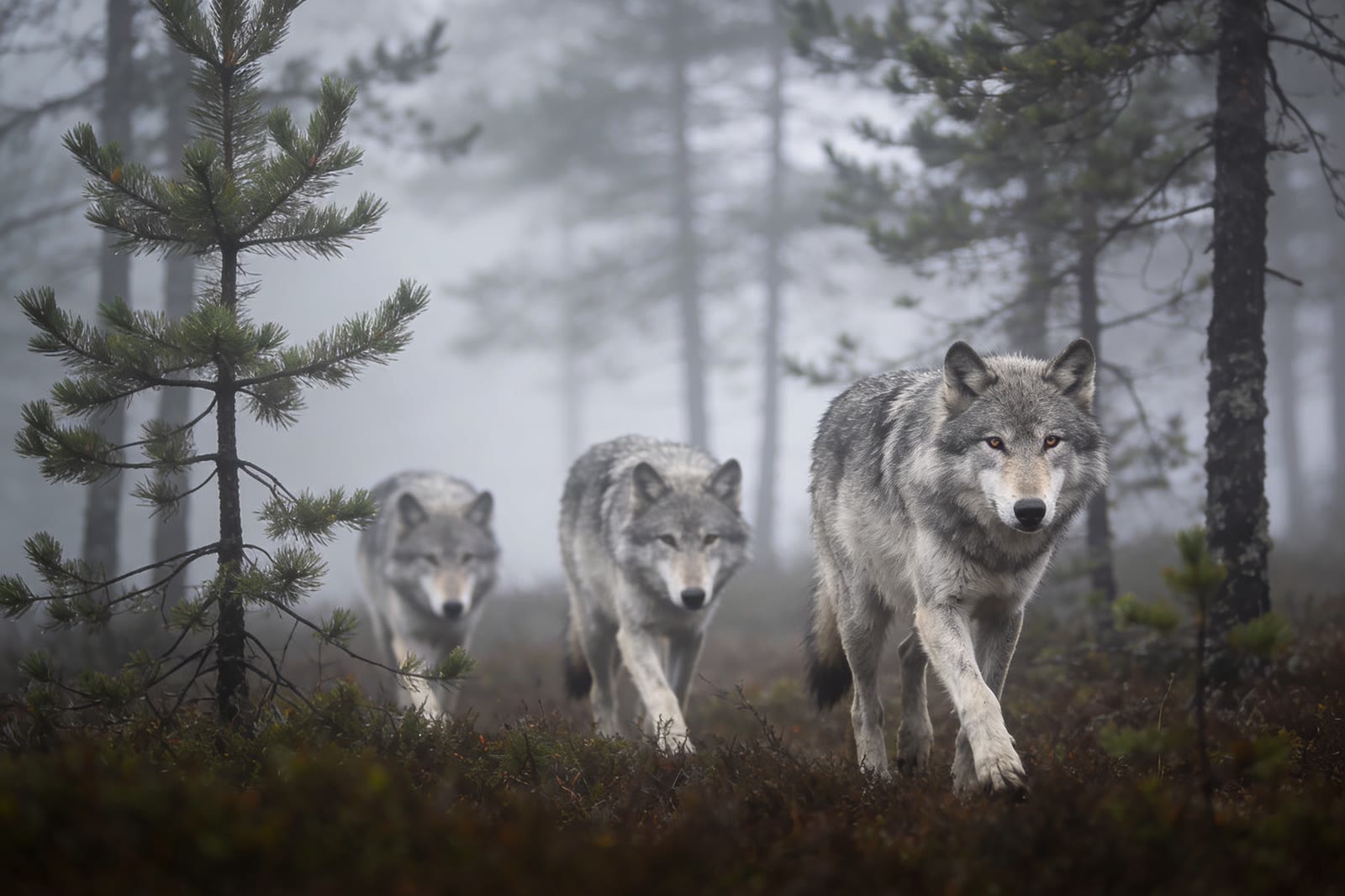 Wolves in Fog, Boreal forest